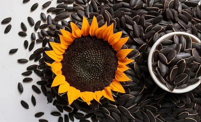 Protein-rich roasted sunflower seeds